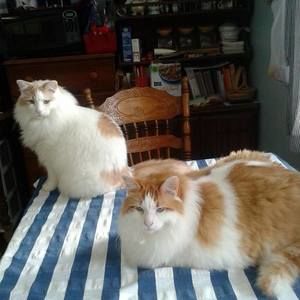 Meet your Posher, Colleen